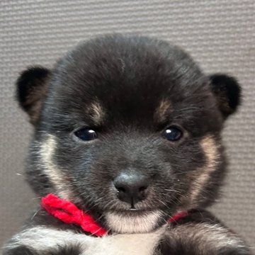 柴犬(豆柴)【福岡県・女の子・2025年10月2日・黒】の写真「おとなしい黒毛の女の子」