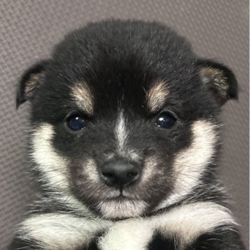 柴犬(豆柴)【福岡県・男の子・2025年7月5日・黒】の写真「小柄な黒毛の男の子」