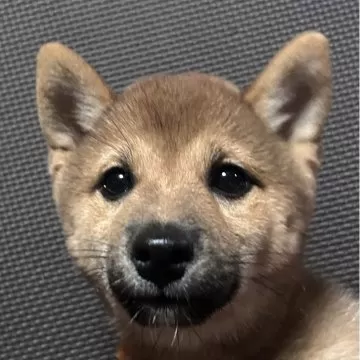 豆柴 】愛され続ける日本犬！希少な小さな柴犬愛らしさ満点の