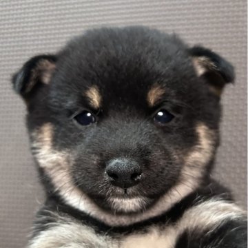 豆柴【福岡県・男の子・2025年9月16日・黒】の写真「小柄でおとなしい黒毛の男の子」