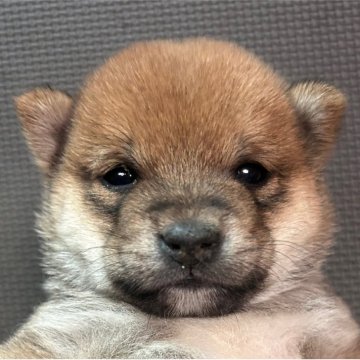 柴犬(豆柴)【福岡県・男の子・2025年10月11日・赤】の写真「可愛いお顔の赤毛の男の子」