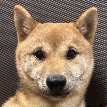 柴犬(豆柴)【福岡県・男の子・2024年10月6日・赤】の写真「凛々しいお顔の赤毛の男の子」
