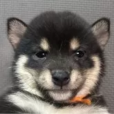 豆柴【福岡県・男の子・2025年10月2日・黒】の写真1