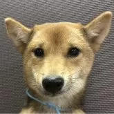 豆柴