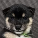 豆柴【福岡県・男の子・2025年2月15日・黒】の写真1