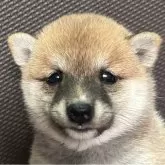 豆柴