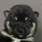 豆柴