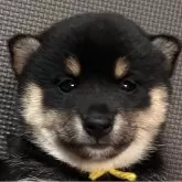 豆柴