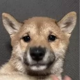 豆柴
