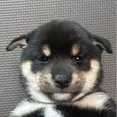 豆柴