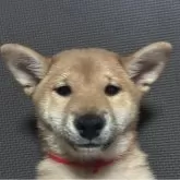 豆柴