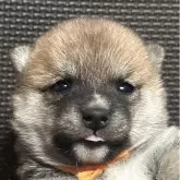 豆柴