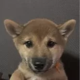 豆柴