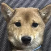 豆柴