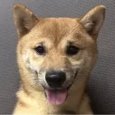 豆柴