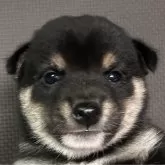 豆柴