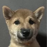 豆柴