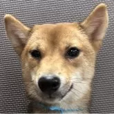 豆柴