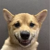 豆柴