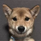 豆柴