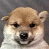 豆柴