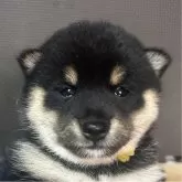 豆柴