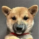 豆柴【福岡県・女の子・2025年8月13日・赤】の写真1