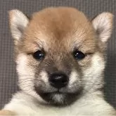 豆柴