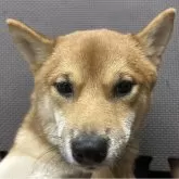 豆柴