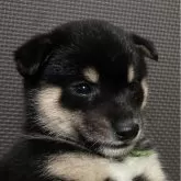 豆柴【福岡県・男の子・2025年2月15日・黒】の写真2