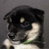 豆柴【福岡県・男の子・2025年2月15日・黒】の写真3