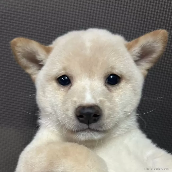 Y.S 様のお迎えした子犬