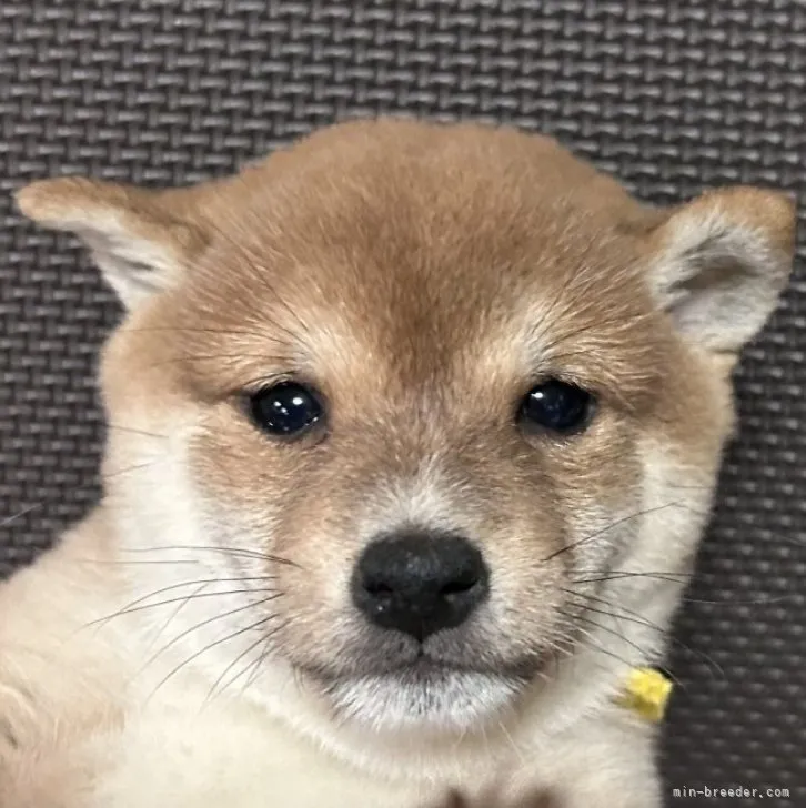 ID：2302-00056の子犬