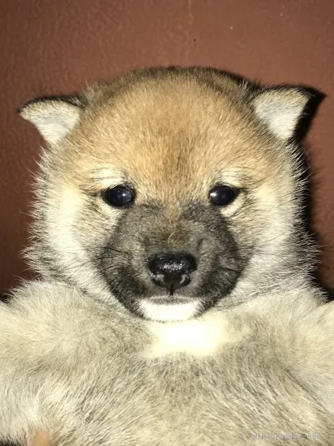 ID：2110-00330の子犬