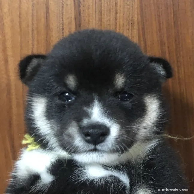 ID:2205-01341の子犬