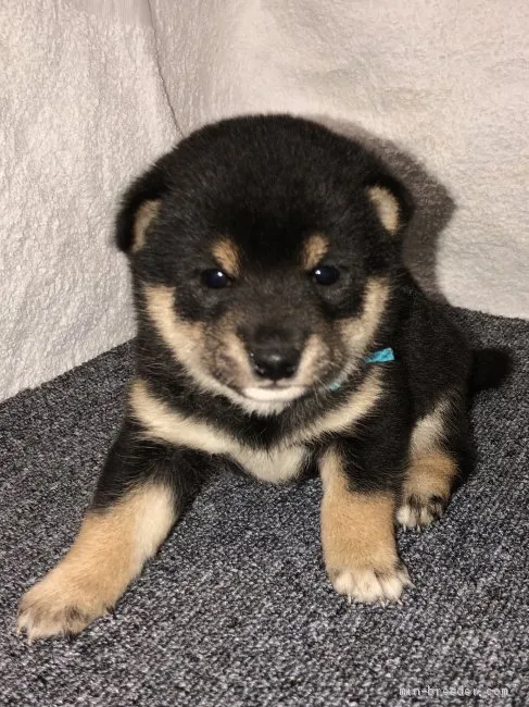 ID:2001-01282の子犬