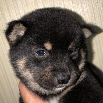 柴犬(豆柴)【福岡県・男の子・2020年1月17日・黒】の写真「コロコロで元気な男の子」