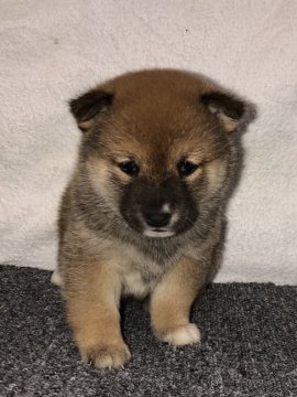 柴犬(豆柴)【福岡県・女の子・2020年1月17日・赤】の写真「マルマルとした元気な女の子です。」