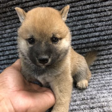 柴犬(豆柴)【福岡県・男の子・2019年7月2日・赤】の写真「5人兄妹のコロコロで可愛い元気な男の子です。」