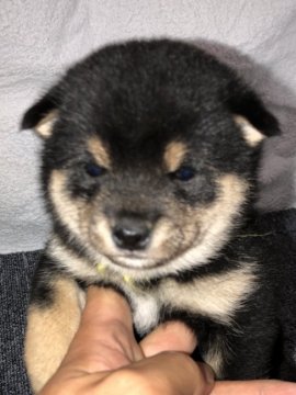 柴犬(豆柴)【福岡県・男の子・2019年12月10日・黒】の写真「元気な黒豆柴の男の子です。」