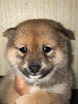 柴犬(豆柴)【福岡県・女の子・2020年1月17日・赤】の写真「小柄でおとなしい女の子です。」