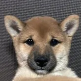 豆柴【福岡県・男の子・2023年7月16日・赤】の写真1