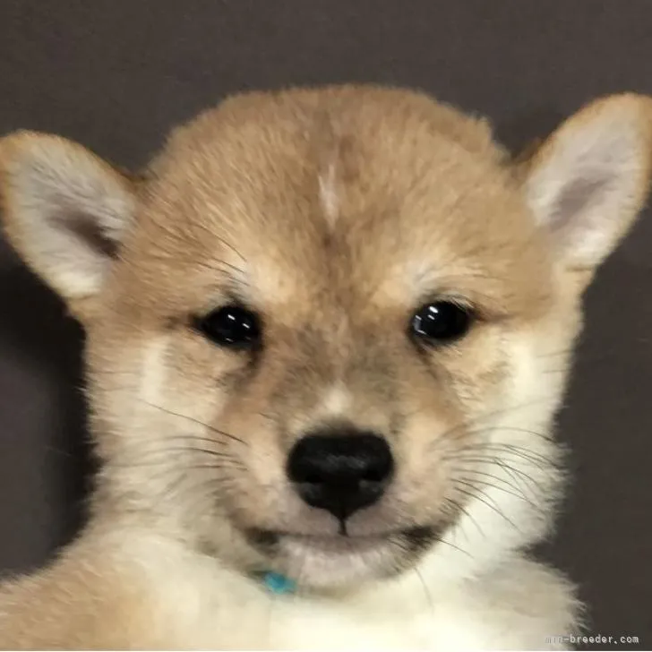 ID：2208-04924の子犬