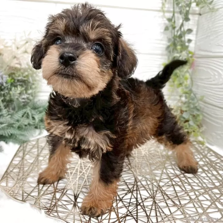 ID：2504-07188の子犬
