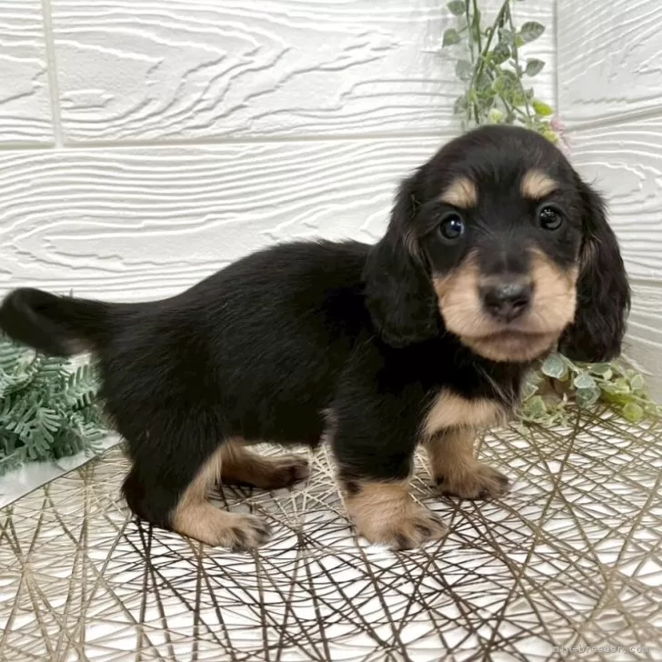 ID:2504-00747の子犬