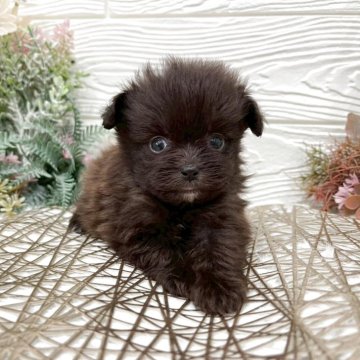 ポメプー(ポメラニアン×トイプードル)【岡山県・男の子・2025年10月24日・ブラック】の写真「小さめまんまるの男の子♪」