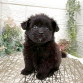 ポメプー(ポメラニアン×トイプードル)