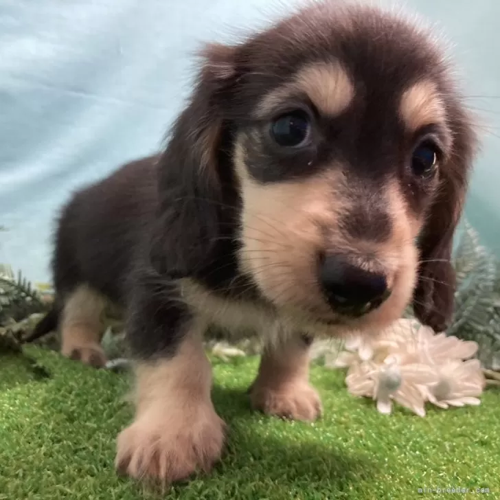 ID:2409-01822の子犬