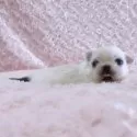 ペキニーズ【埼玉県・男の子・2025年10月30日・ホワイト&フォーン】の写真14