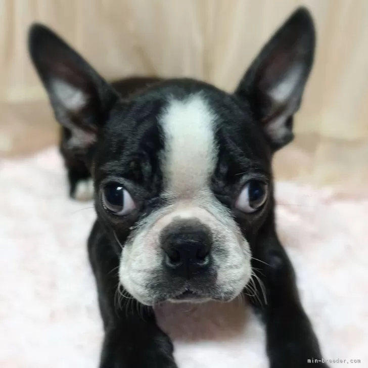 ボストンテリア【埼玉県・女の子・2025年6月7日・ボストンカラー】の写真1